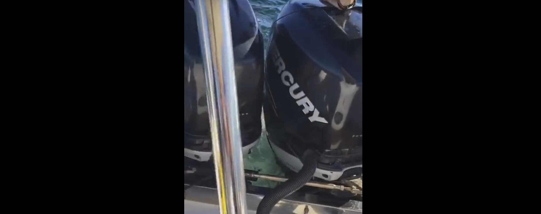 Daring Seal Jumps in Boat to Get Away From Killer Whale