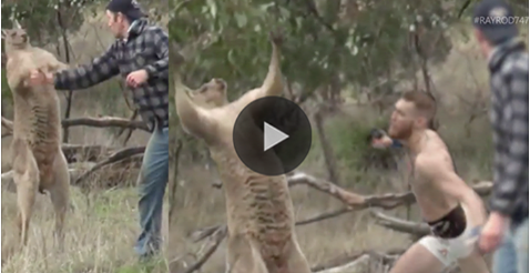 Viral Kangaroo Video Gets The Conor McGregor Treatment… And It’s Hilarious!