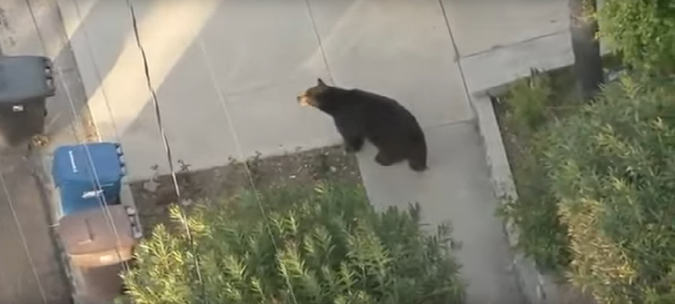 Clueless Resident Walks Into a Giant Bear While Texting