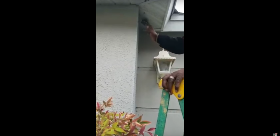 Crazy Dude Destroys a Wasp Nest With His Bare Hands