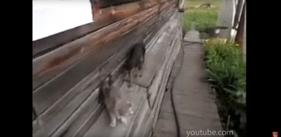 Watch This Intelligent Dog Unbelievably Carry a Cat Home