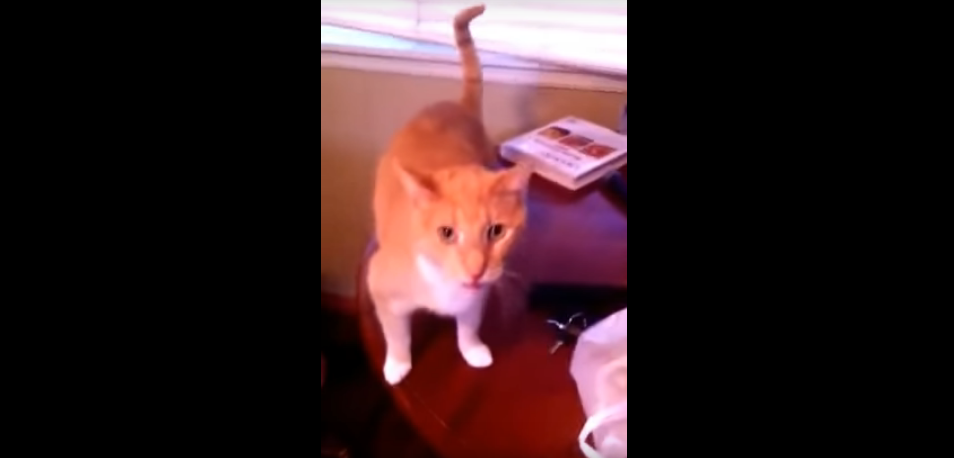 Watch This Adorable Cat Meow to the Tequila Song