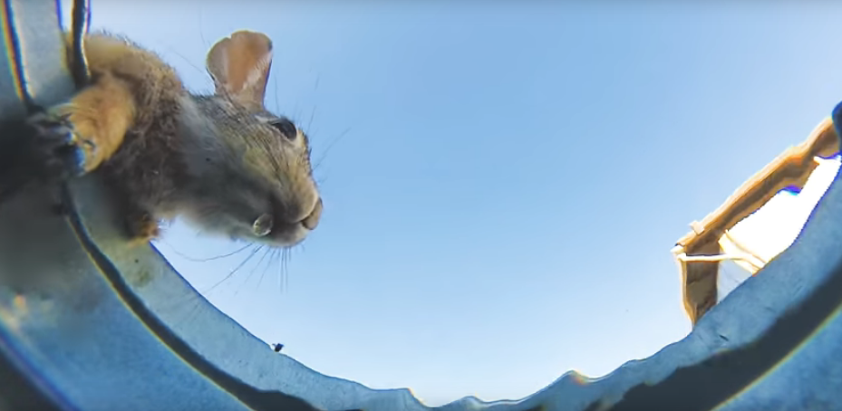 Watch Different Farm Animals Drink From the Same Bucket