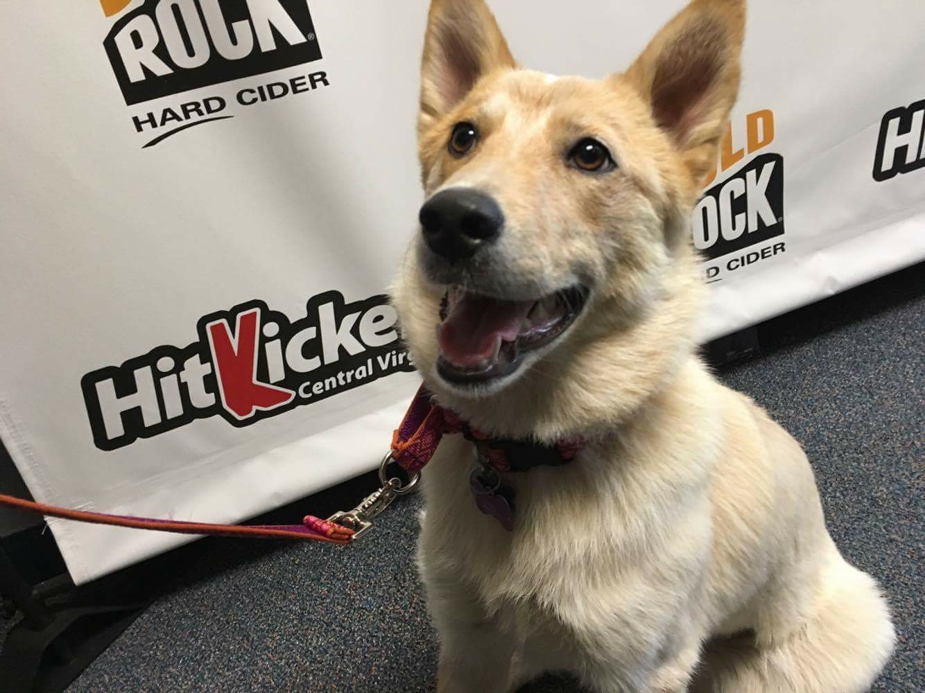 Meet Foxy – The Hitkicker Rescue Pet of the Week