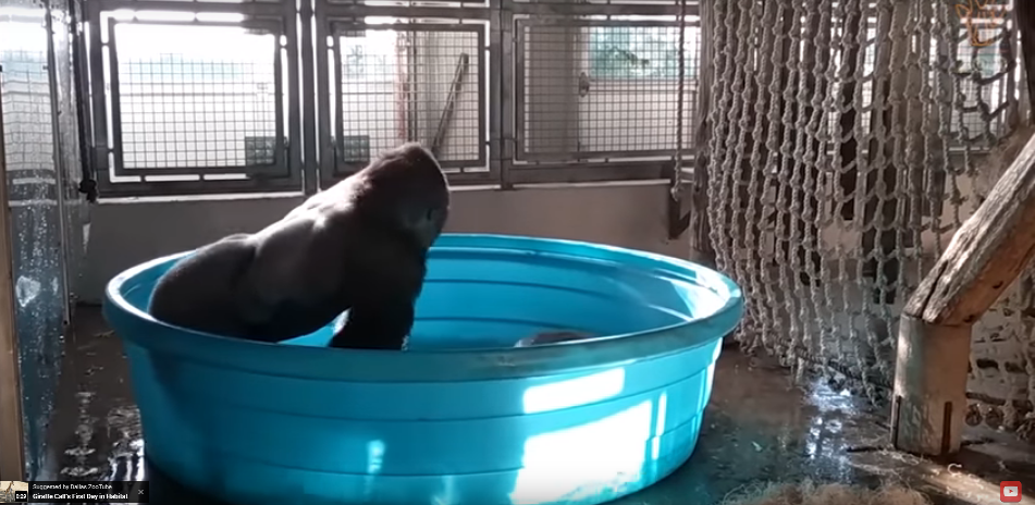 Watch This Overjoyed Gorilla Break Dance in His Pool
