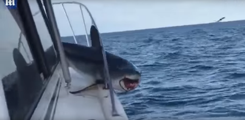Huge Shark Jumps on Boat and Gets Stuck [WATCH]