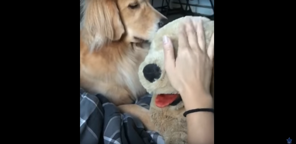 Watch What This Adorable Dog Does When the Owner is Petting a Stuffed Animal [VIDEO]