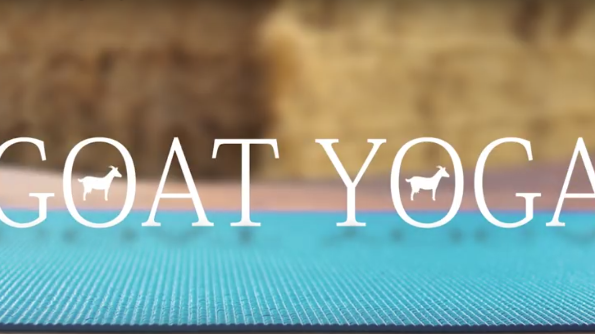 Goat Yoga is Definitely Real [VIDEO]
