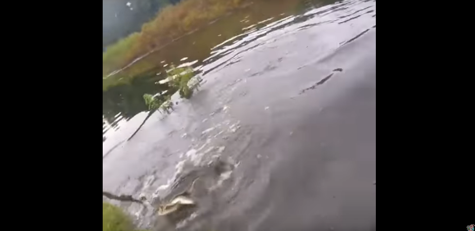 Bass Fisherman Gets Unexpected and Crazy Surprise [WATCH]