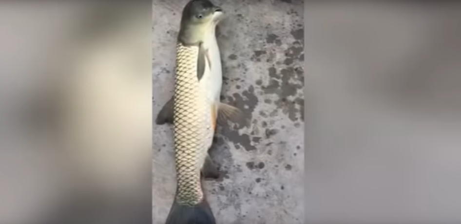 Fisherman Catches an Extremely Bizarre Fish [VIDEO]
