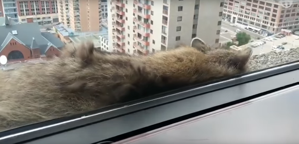 Adventurous Raccoon Climbes Huge Office Tower [WATCH]