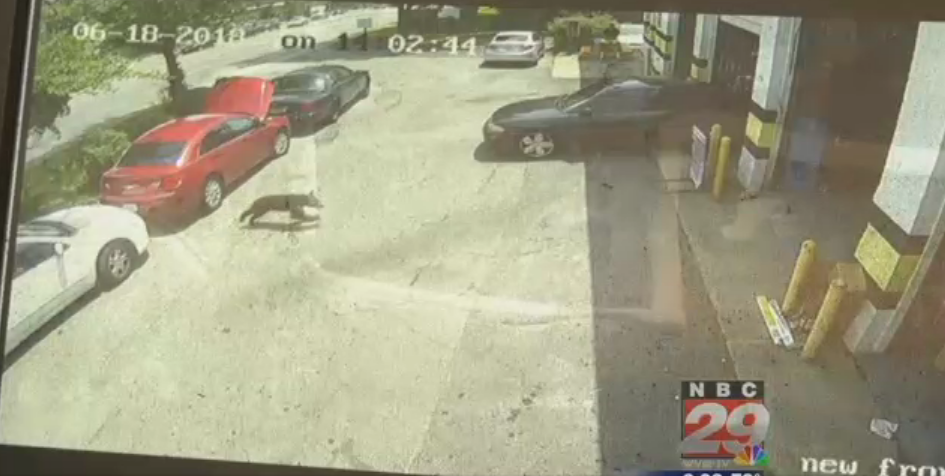 Courageous Bear Walks Into Local Auto Shop