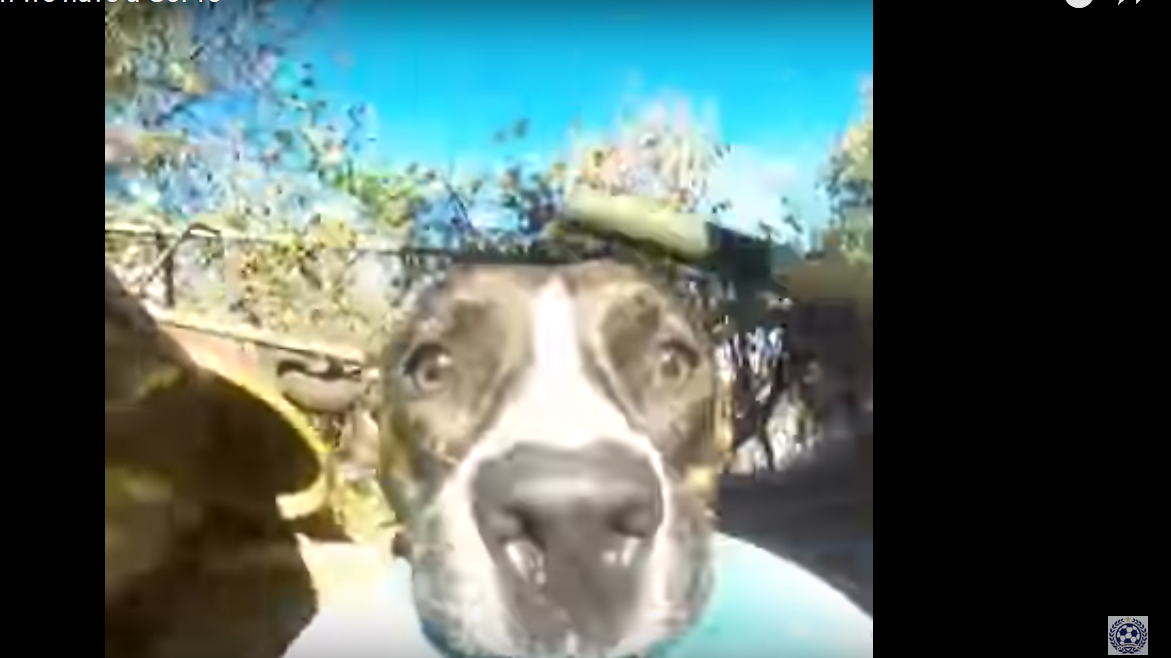 Adorable Dog Stealing Go-Pro Camera Will Make Your Day [VIDEO]