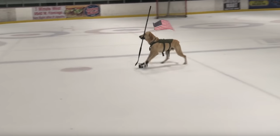 Introducing the Worlds First Ice Skating Dog [VIDEO]