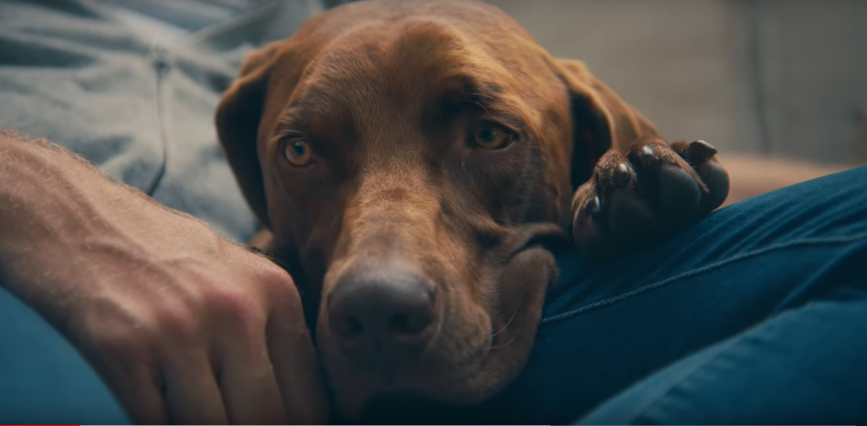 Brett Eldredge Sings to His Love Interest (His Dog) in New Song [VIDEO]