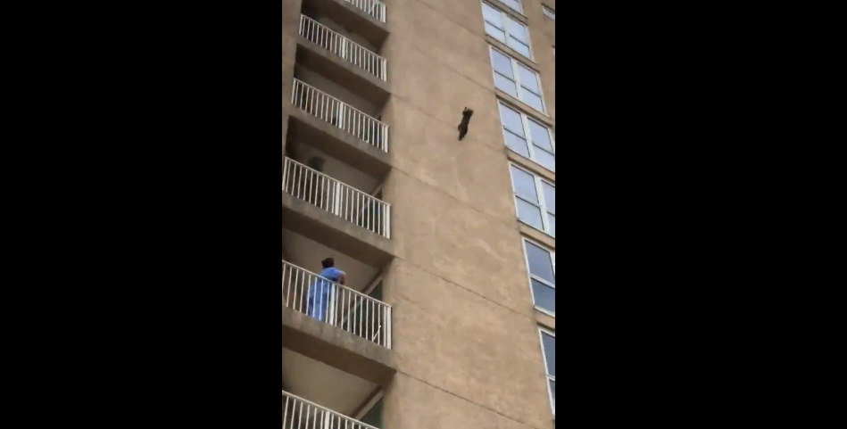 Crazy Raccoon Falls From Nine Story Building and Survives [WATCH]