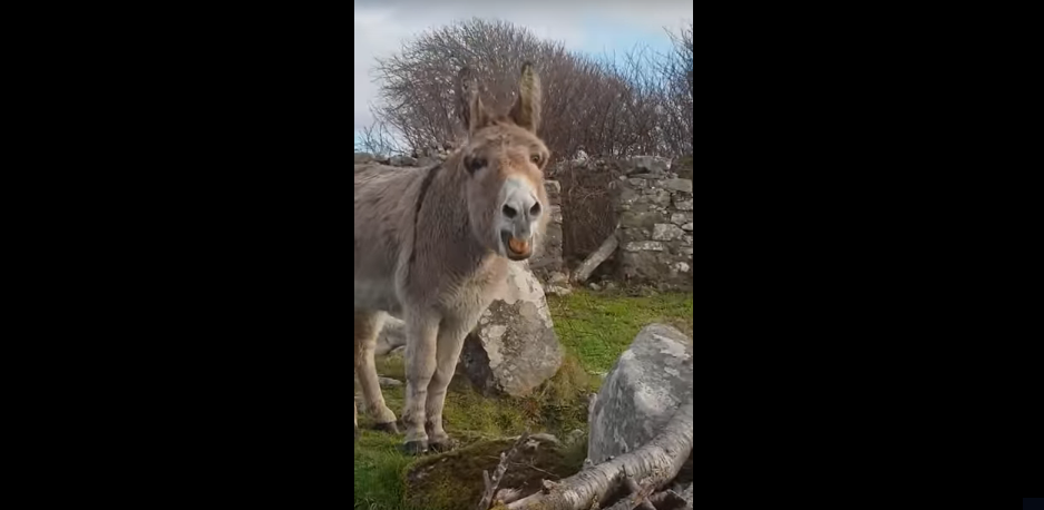 Let Harriet the Singing Donkey Serenade You With Her Music [WATCH]