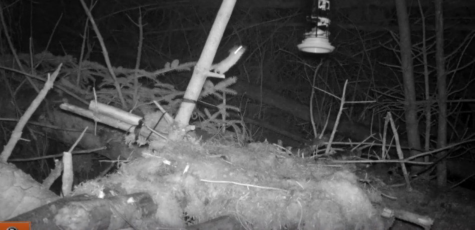 Persistent Mouse Refuses to Give Up on Bird Feeder [WATCH]