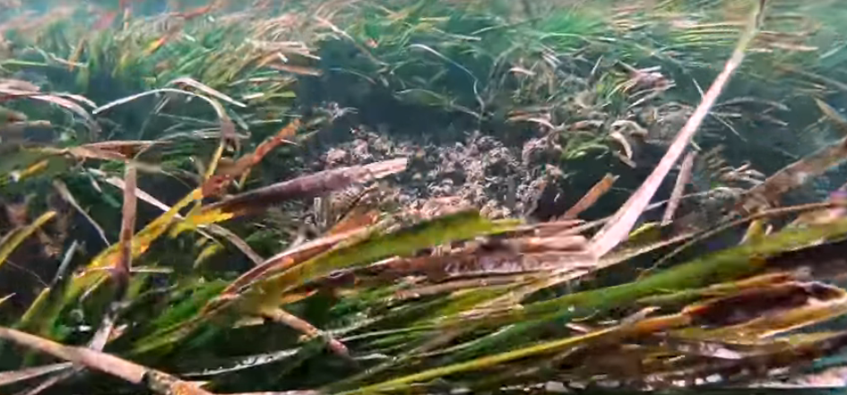 Find the Octopus in the Plants [VIDEO]