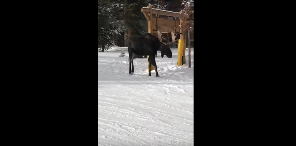 Stupid Snowboarders Get Chased by Angry Moose [WATCH]