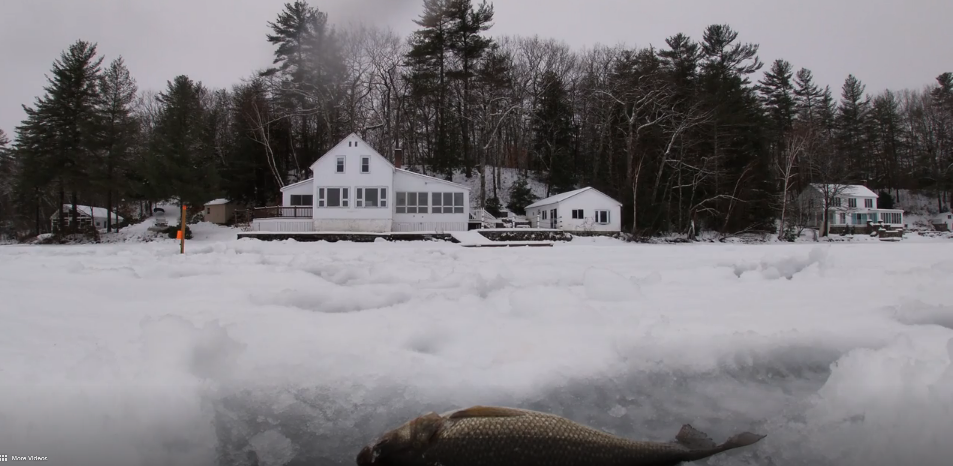 Thieving Bald Eagle Takes Leftover Fish From Fisherman [VIDEO]