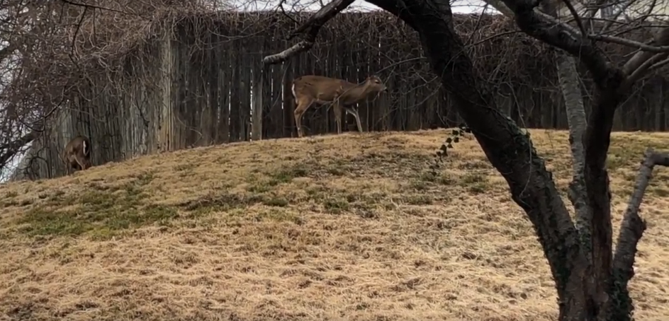 Take 12 Seconds to Watch This Video and Feel Completely at Peace [WATCH]