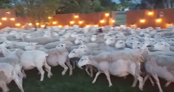 Hundreds of Sheep Storm Into Random Guy’s Backyard [WATCH]