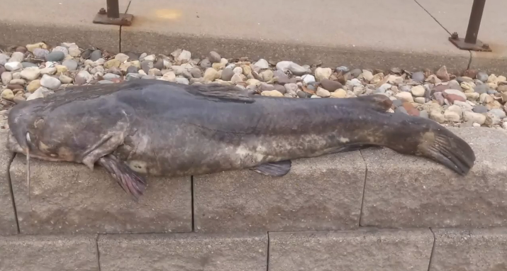 Proud Fisherman Shows Off 50 lb Catfish by Showing it Off Around Town and Gets Fined