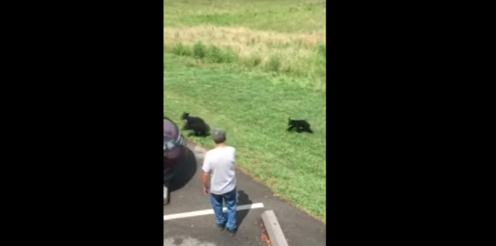 Momma Bear Charges Visitor Approaching Her Cubs [VIDEO]
