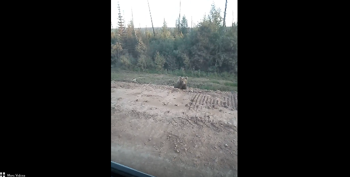 Check Out How Fast this Bear Leaps at a Car [VIDEO]