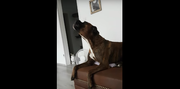 Watch This Adorable Dog Imitate Police Sirens [VIDEO]
